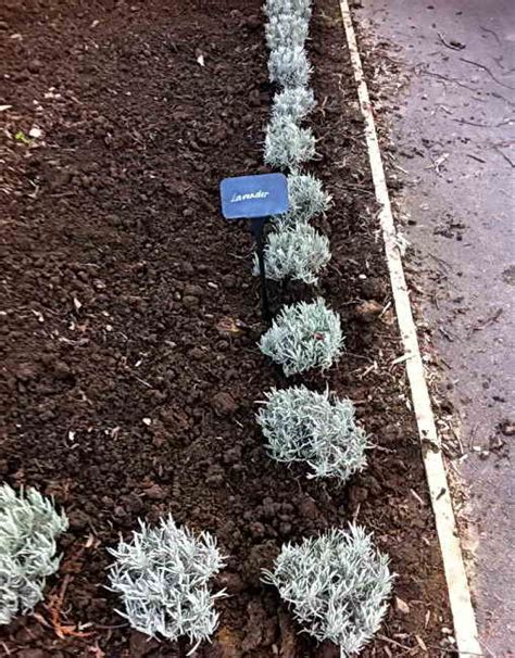 Как да засадите лавандула от семе